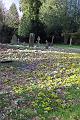 snowdrops & aconites